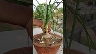 plant care #palmtree  #gardening #video