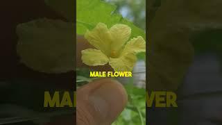 Ampalaya Manual Pollination | Bitter Gourd