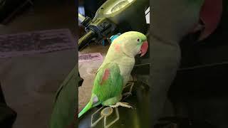 RAW Parrot #parrot #viral #shorts