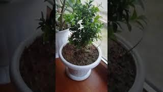 Самшит, выращенный из черенка,на подоконнике