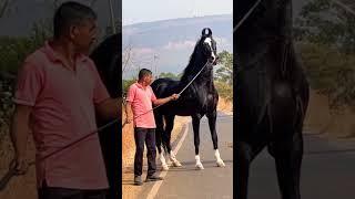 Best marwari horse of the world️#horselover #shortvideo #shorts