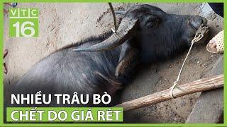 Nhiều trâu bò chết do giá rét | VTC16