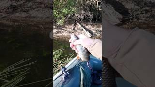  це риба - ГОЛОВЕНЬ  #shorts #fishing #рибалка #головень