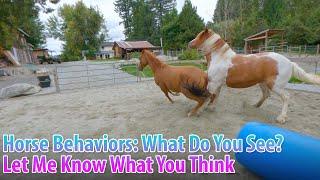 Horse Behavior Observations: What do you see? Ep.02