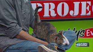 Adopt Kit Jagger from the Kansas Humane Society