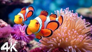 Aquarium 4k VIDEO (ULTRA HD)-Relaxing Music with Colorful Coral Reefs,Fish,and Stunning Ocean Scenes