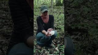 How to identify an Elm Oyster mushroom