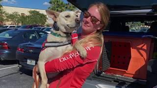 Carolina Dog "Dolly" l Best Dog Trainer Tampa Bay l Before & After Transformation