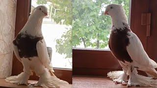 Uzbekistan pigeon Andijon zot qizil to'shlar