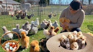 Deworming Chickens to Enhance Health & Productivity. Hatching, Fulfill Chick & Egg Orders. Seeding