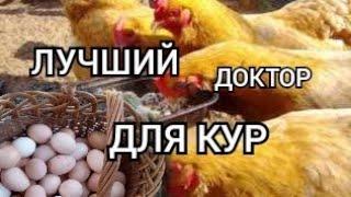 И Яйценоскость 100 %, и Болеют Меньше!/Самый Лучший Доктор для Кур !//Куры Чихают, Хрипят и Кашляют