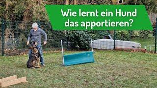 Wie lernt ein Hund das Apportieren - oder: Erst wenn das Apportierholz ruhig gehalten wird...