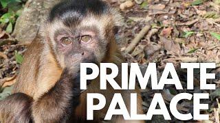 The world's first multi species free roaming primate sanctuary: Monkeyland in Plettenberg Bay