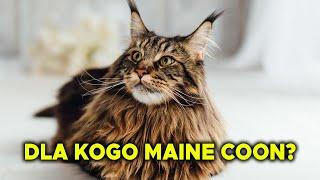 Dla Kogo Mainecoon? Wady, Zalety, Jedzenie, Tresura, Warunki, Charatker