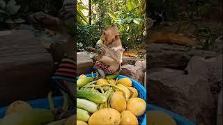 Baby monkey eating fruit #monkeydluffy #monkeysr #monkeychallenge #babymonkey #monkeyvideo #monkeys