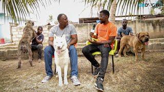 A Visit back to Pet Planet Ghana | Siberian Husky, Boerboel, Rottweiler, Doberman etc. Kennel