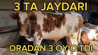 JAYDARI BUQALAR 3 OYDA QANCHA QO'SHDI.#JAYDARI BUQALARNI O'ZGARISHI QANDAY