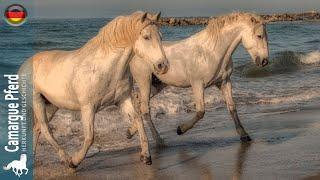 CAMARGUE PFERD, eines der letzten Wildpferde in Frankreich, URSPRUNG DER RASSEN