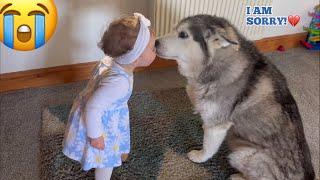 Sneaky Husky STEALS Babies Snacks In The Cutest Way Ever!. So Funny!!