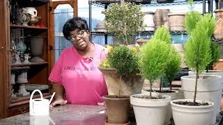 HUNDREDS OF DOLLARS IN PLANTS THROWN OUT  // Changing out Flowerpots // Garden Queen