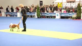 Dog dancing show "Eurasia  2012 / Russia / Moscow". Freestyle.