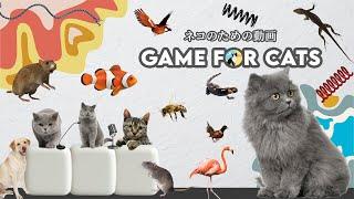 Cat Games Compilation | Ultimate Videos Collection For Cats | TV for Feline Friends 🪳