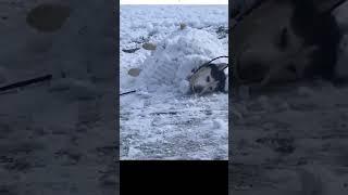 This husky really love the snow!