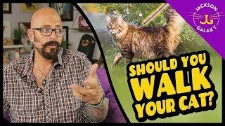 Should You Walk Your Cat?