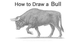 How to Draw a Bull