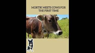 63. Mortik meets cows for the first time. #small dogs  #funny animals#shorts #animal small dog #dog