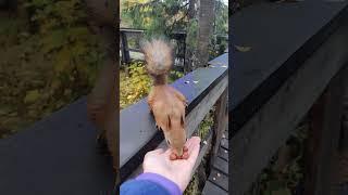 Лучшие коллеги. Белочка кушает с рук в Таинственном лесу | Red squirrel takes nuts from hands