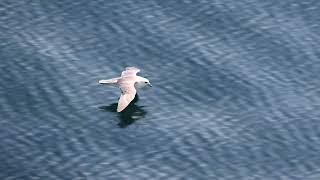 Fulmar