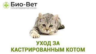 Уход за кастрированным котом. Ветеринарная клиника Био-Вет