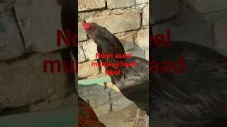 The cute black noori aseel murga @Saad iqbal #viral #youtube #shortsvideo #love #aseel #noori #live