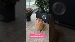  Let’s Play Bubbles with Me! #pomeranian #shorts #dog