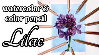 How to Draw a Lilac: Watercolor and Colored Pencil Tutorial