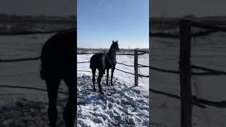 Кабардинская порода лошадей