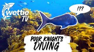 Wettie TV - Free-diving Poor Knights