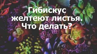 Гибискус желтеют листья. Что делать?