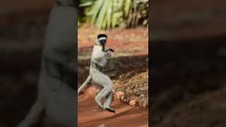 DANCING Sifaka lemur in Madagascar!!