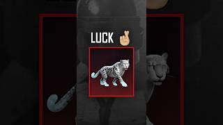 Leopard Companion Luck #shorts