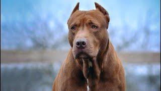 #pitbull Defender Spike Dragon life. @DragonlifeAgop