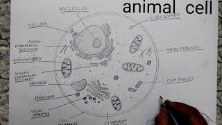 how to draw animal cell I how to draw animal cell class 9 I how to draw animal cell easily