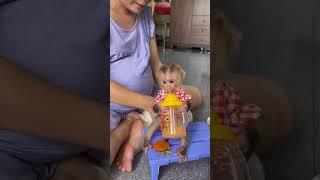 LINDA baby monkey drinks carrot smoothie