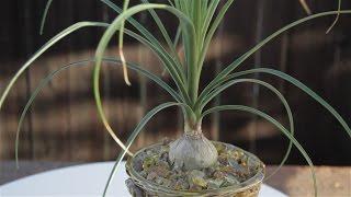 Beaucarnea recurvata "Ponytail Palm"