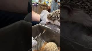 A Hedgehog Cafe IS NOT what I thought it would be 