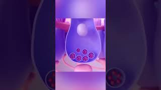 Journey of sound to the brain @VedPrepBiologyAcademy #biologystudent #vedprep #biologyshorts