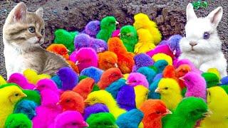 World Cute Chickens, Colorful Chickens, Rainbows Chickens, Cute Ducks