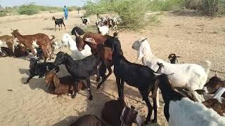 goats love time ainmals thar villagelife group