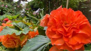 My BEGONIA Geranium Pelargonium Dahlia Garden in LONDON